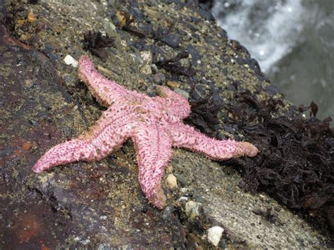 Pink Sea Star Giant Pink Sea Star Or Short Spined Sea Star Project Noah