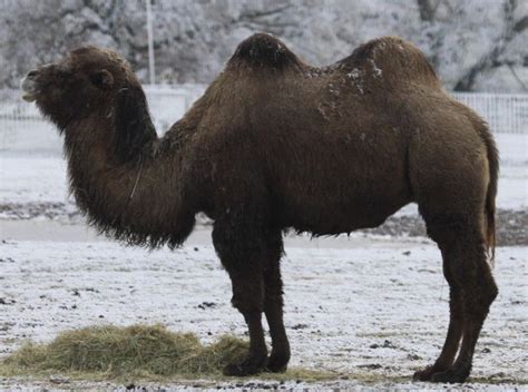 The chief domestic animals are the camel, horse, ass, ox, buffalo (used both as a beast of burden and for riding), sheep with a short silky fleece, the goat dr leche also institutes a comparison between the skeletons of the wild and the tame bactrian camel with the remains of certain fossil asiatic camels. Bactrian Camel