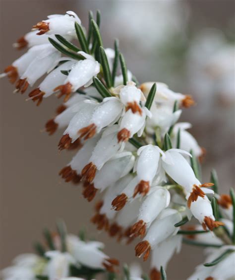 Flowering plants for winter gardens. TOP 10 Winter Plants To Brighten Up Your Balcony - Top ...