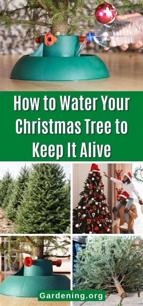 9 Tips To Make Your Christmas Tree Take Up Water And Last Longer