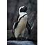 Endangered African Penguin Chicks Expected To Hatch This Month  905 WESA