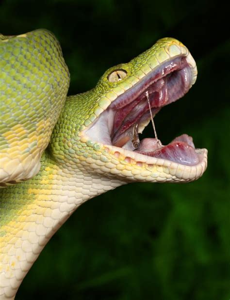 Green Tree Python With Open Mouth Aff Tree Green Python