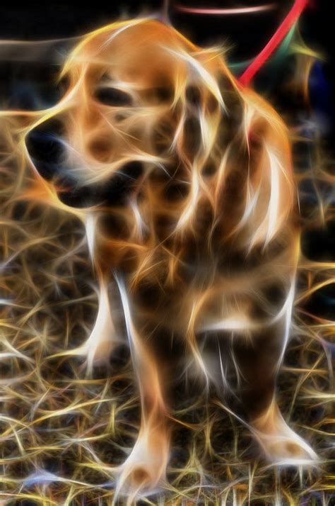 Pin On Fractal Art Animals And Abstracts