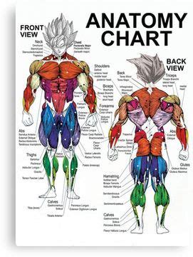The name of the organ is printed right on it, so that it'd be easier for children to identify them. Anatomy Chart - Muscle Diagram Canvas Print | Muscle ...
