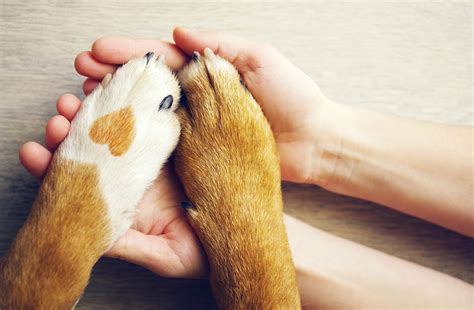 Historias De Amor Entre Las Mascotas Y Sus Dueños Prensa Libre