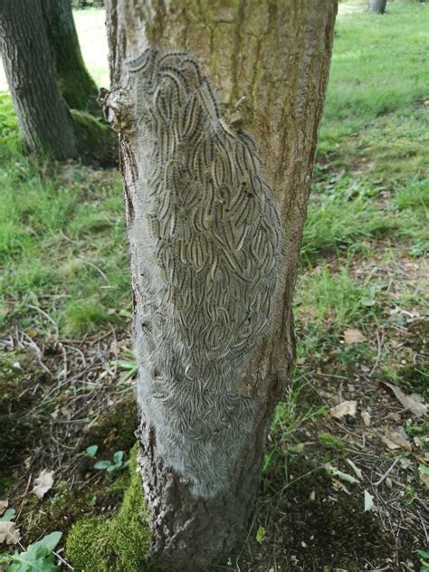 Cette défoliatrice s'attaque aux chênes à feuilles caduques et peut causer d'importante défoliation qui peut aller jusqu'aux inflorescences. nid de Chenille processionnaire du chêne