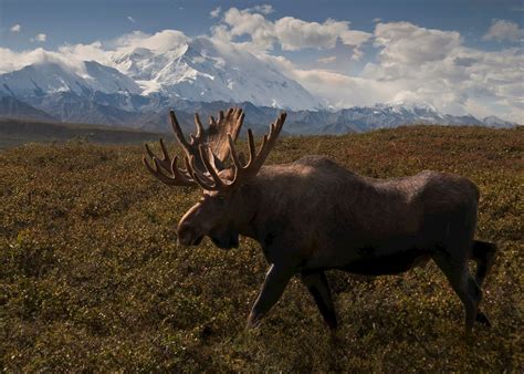 We look forward to the. Visit Denali National Park on a trip to Alaska | Audley Travel