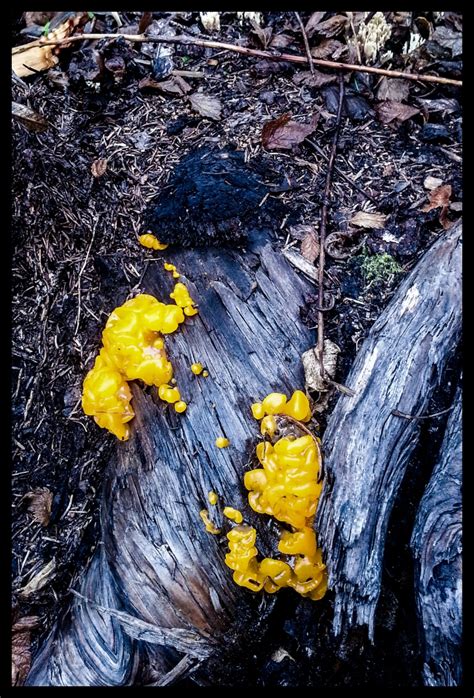 Weekly Photo Challenge Out Of This World The Fungus Among Us