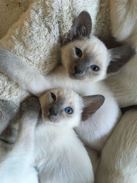 Old Style Siamese Kittens With Pedigree Available From A Wonderful
