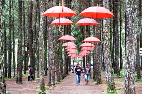 Carang ini menjadi tepat sasaran dan. Proposal Pengelolaan Hutan Sebagai Tempat Wisata - Atdrivesix