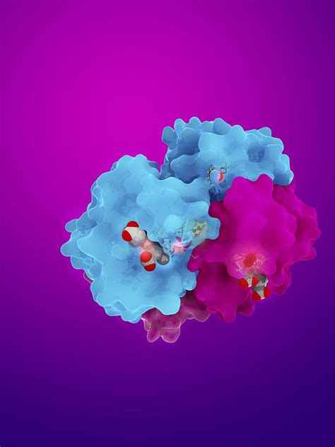 Glycated Haemoglobin Molecule Photograph By Science Photo Library