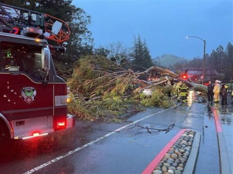 One Dead One Hurt After Falling Tree Hits Vehicle In East Bay Flipboard