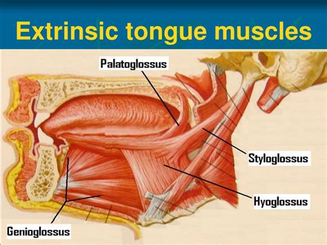 Ppt Anatomy Of Oral Cavity Pharynx And Oesophagus Powerpoint