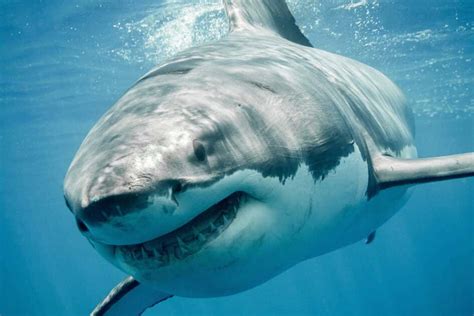 10 Deadliest And Strongest Animals In The Ocean 2022