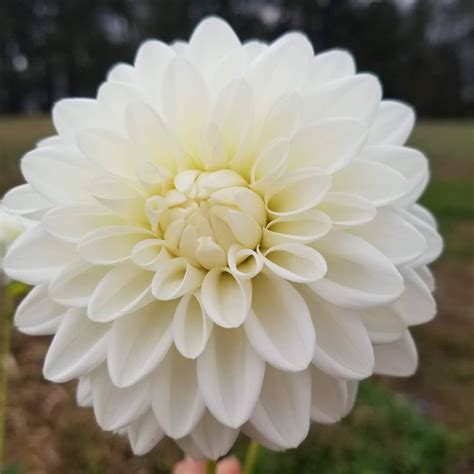 Goose Creek Gardens Ltd On Instagram “day 12 Of Dahlias Blizzard