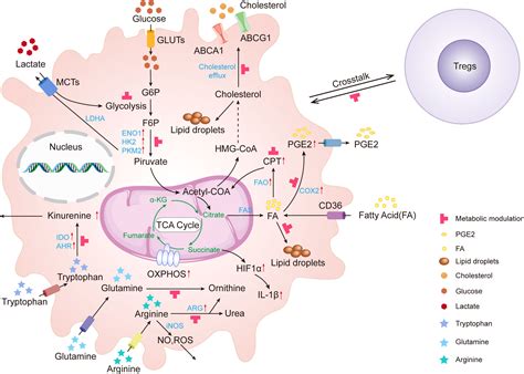 Frontiers Tumor Associated Macrophages New Insights On Their