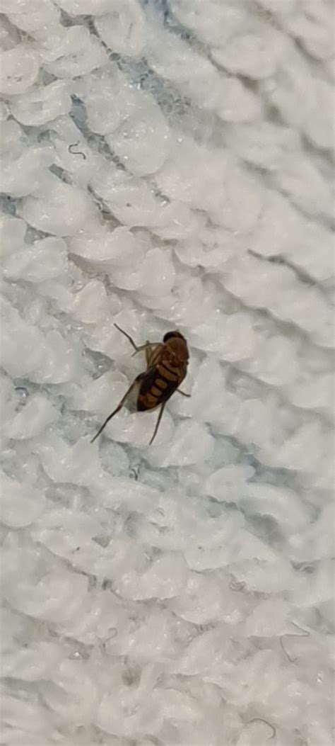 They hover around any light source (my 115 watt reading lamp when i'm reading, my computer screen when i'm online), and of course they fly past my nose, or zip around my head whenever possible. What is this tiny flying bug? - Birmingham, UK : whatsthisbug