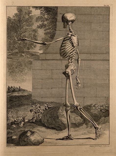 A Standing Skeleton Side View With Left Arm Extended Wellcome