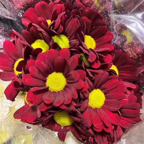 Red Daisy Spray Mums Wholesale Flowers And Diy Wedding Flowers