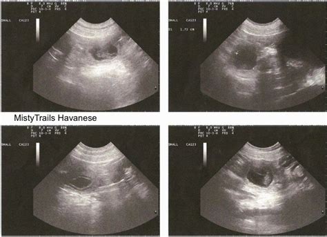 What Can A Dog Ultrasound Show