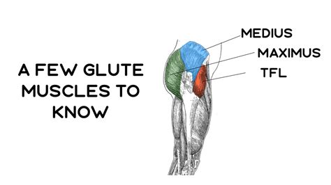 The Best Exercises To Strengthen The Glute Medius Recover Athletics