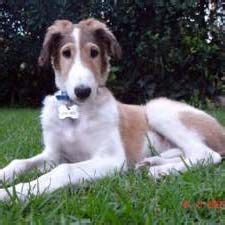 And the sofa is a heck of a lot more comfortable than the. Borzoi | Borzoi, Borzoi dog, Borzoi puppy