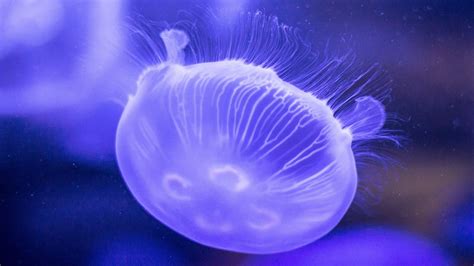 Wallpaper Jellyfish Underwater World Tentacles Lilac Hd Picture Image