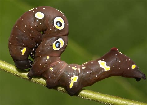 Fat Caterpillar From Bugs Life