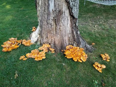 Orange Mushrooms At The Base Of My Oak Tree Does This Mean I Have To