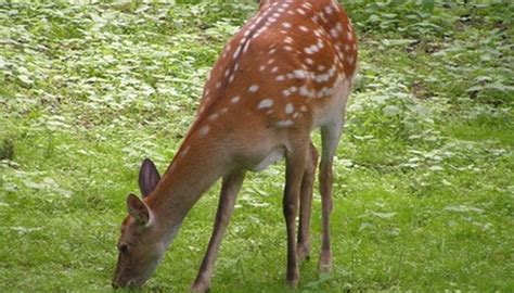 How To Soften A Tanned Deer Hide Gone Outdoors Your Adventure Awaits