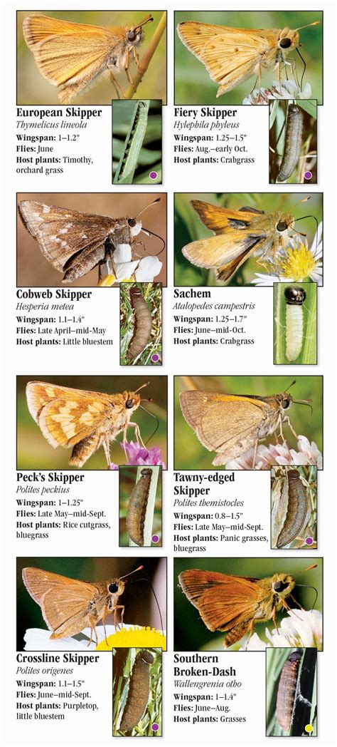 Butterflies Of The Western Chesapeake Quick Reference Publishing