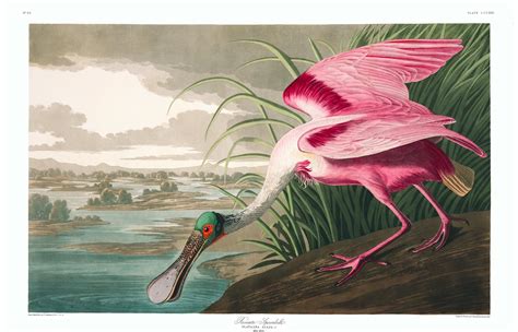The Watercolors For The Birds Of America John James Audubon A C