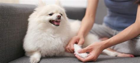 How To Treat Warts On Dogs Lips