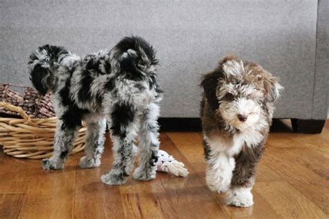 Until now, there are no scientific researches that could state only a. Aussiedoodle - 12 Surprising Facts You Should Know About ...