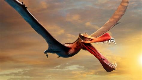 Pterosaur Discovered In Australia Closest Thing To Real Life Dragon Cbbc Newsround