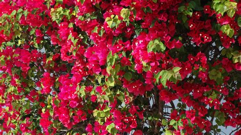Plant your bougainvillea in its grow pot. Bougainvillea- Growing in your Florida yard - The Florida ...