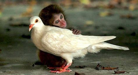 These Dynamic Clicks Of Odd Animal Couples Will Melt Your Heart