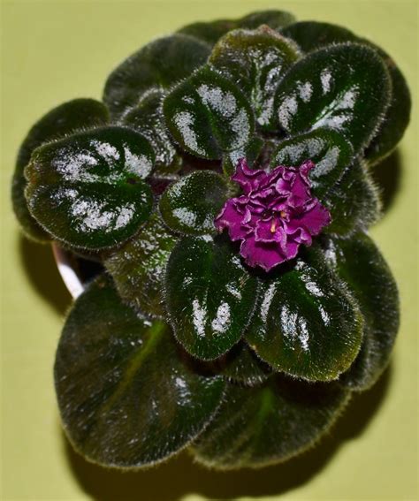 Ness Dynomite Semi Miniature African Violet Plant African Violets