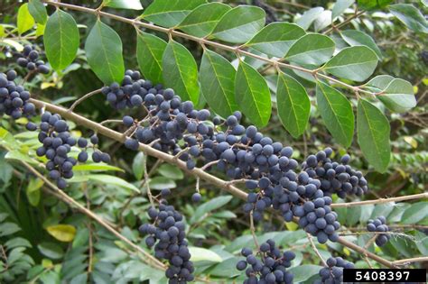 Control Options For Chinese Privet Alabama Cooperative Extension System