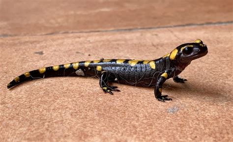 Caos Mudo Inclinarse Informacion Sobre Las Salamandras Ventilar Pelota