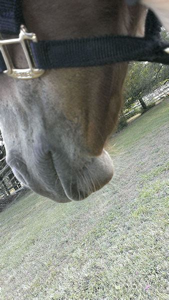 A Soft Lump On Foals Jaw The Horse Forum