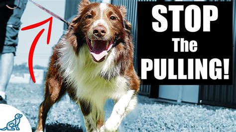 How To Stop A Dog From Pulling On His Leash