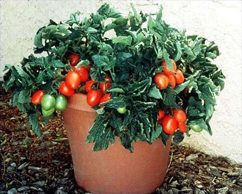 Roma tomato plants need the same conditions as any other here, you also get tips and advice from experienced gardeners to help you unlock your full green. How To Grow Roma Tomatoes In Pots in 2020 | Types of ...