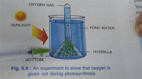 Experiments For Photosynthesis Part Youtube