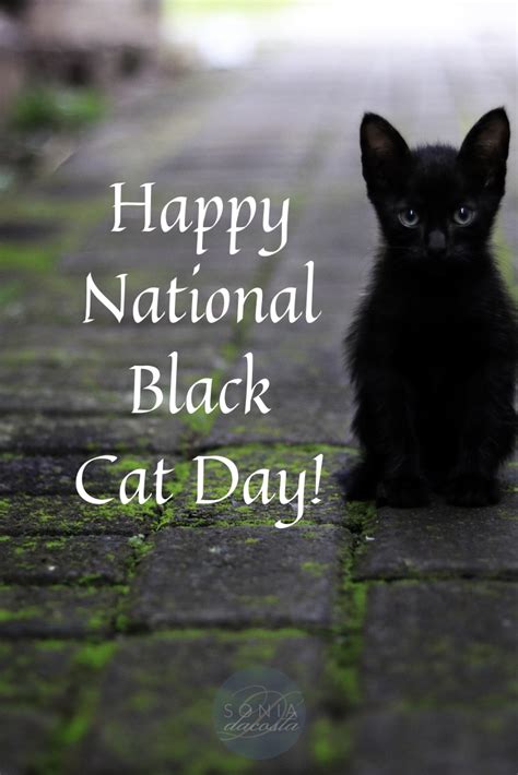 National Black Cat Day National Black Cat Day Black Cat Day Black Cat