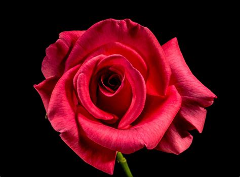 Rosa Rossa Fiore Di Foto Gratis Su Pixabay