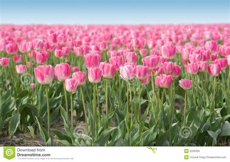 Pink Field Of Tulips Royalty Free Stock Images Image 2255939