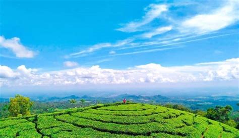 Kebun Teh Jamus Ngawi Yang Menawan Cocok Buat Healing