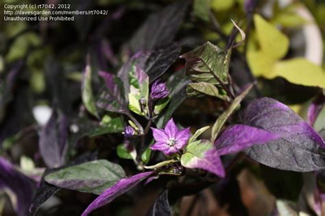 It's a winner either way. PlantFiles Pictures: Capsicum, Ornamental Pepper 'Purple ...