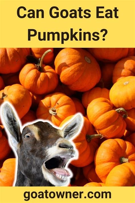 Can Goats Eat Pumpkins Are Pumpkins Safe For Goats Goat Owner
